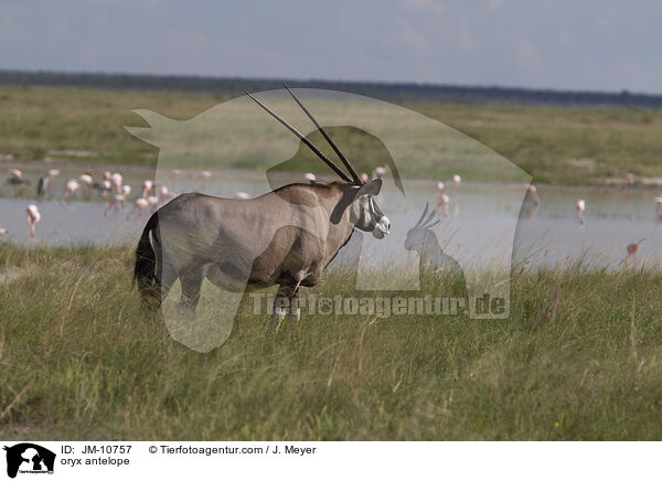oryx antelope / JM-10757
