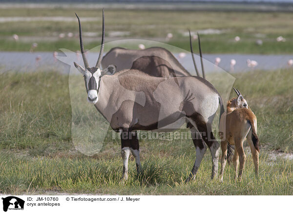 Oryxantilopen / oryx antelopes / JM-10760