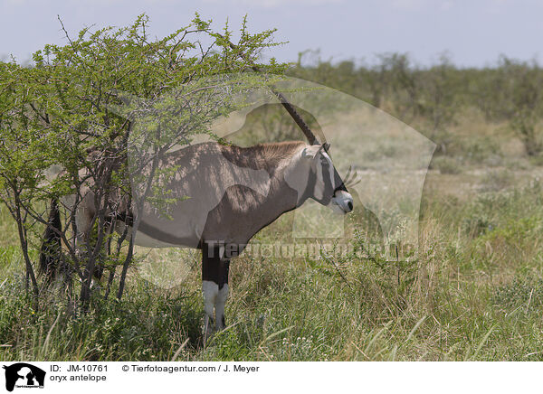 Oryxantilope / oryx antelope / JM-10761