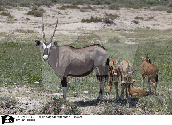 oryx antelopes / JM-10762
