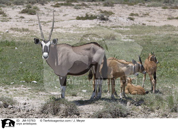 Oryxantilopen / oryx antelopes / JM-10763