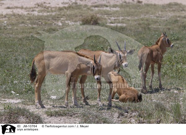 oryx antelopes / JM-10764