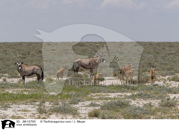 oryx antelopes / JM-10765