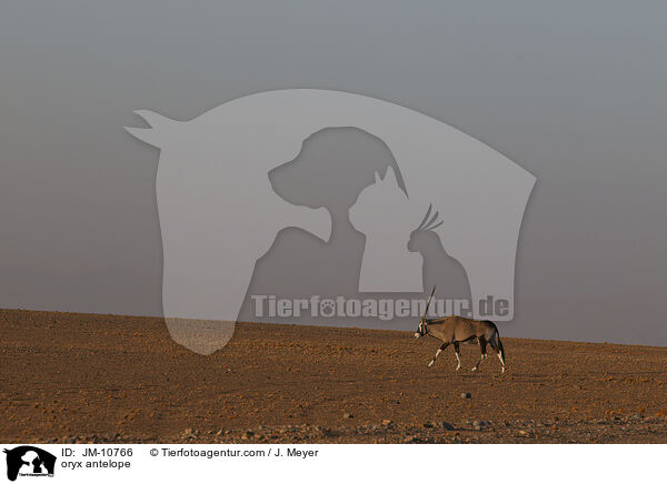 Oryxantilope / oryx antelope / JM-10766