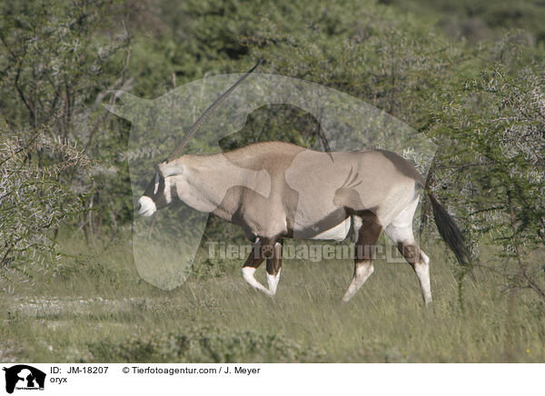 Oryxantilope / oryx / JM-18207