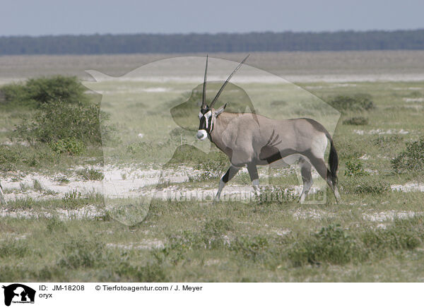 Oryxantilope / oryx / JM-18208