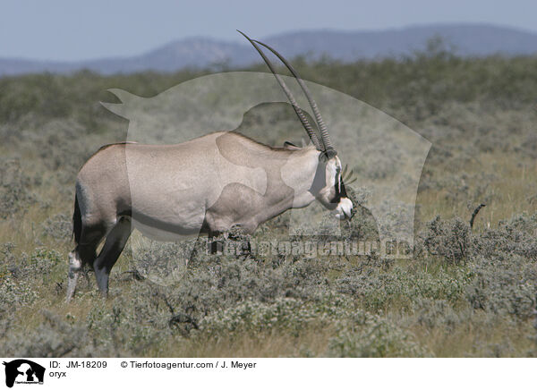 Oryxantilope / oryx / JM-18209