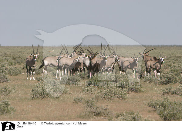 Oryxantilopen / Oryx / JM-18416