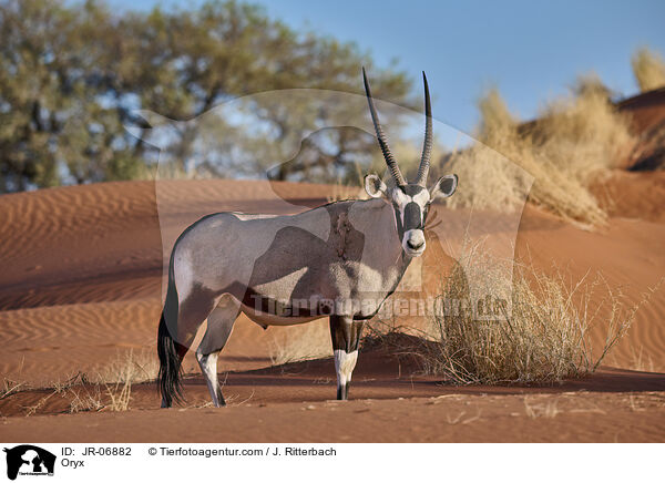 Oryx / JR-06882