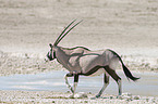 Oryx