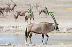 Oryx