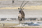 Oryx