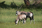 African Oryx