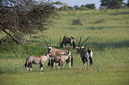 African Oryx