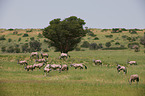 African Oryx