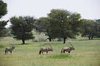 African Oryx