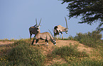 African Oryx