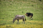 African Oryx and ostrich