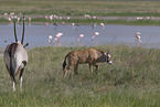 oryx antelopes