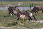 oryx antelopes