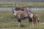 oryx antelopes