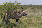 oryx antelope