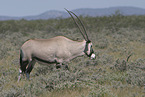 oryx