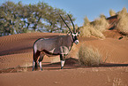 Oryx