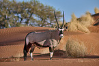 Oryx