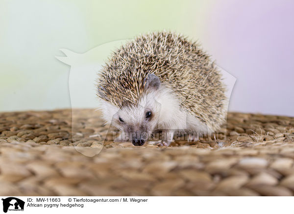 Afrikanischer Weibauchigel / African pygmy hedgehog / MW-11663