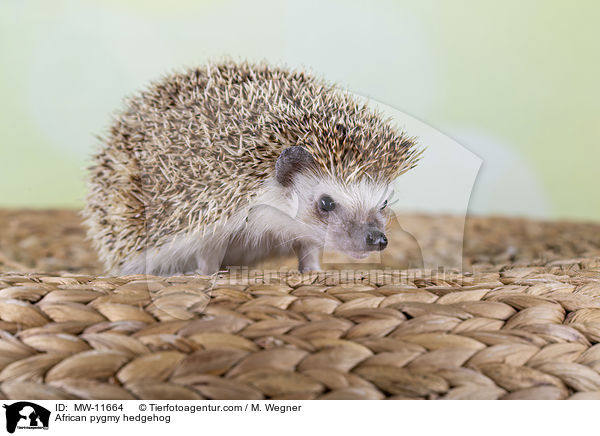 African pygmy hedgehog / MW-11664