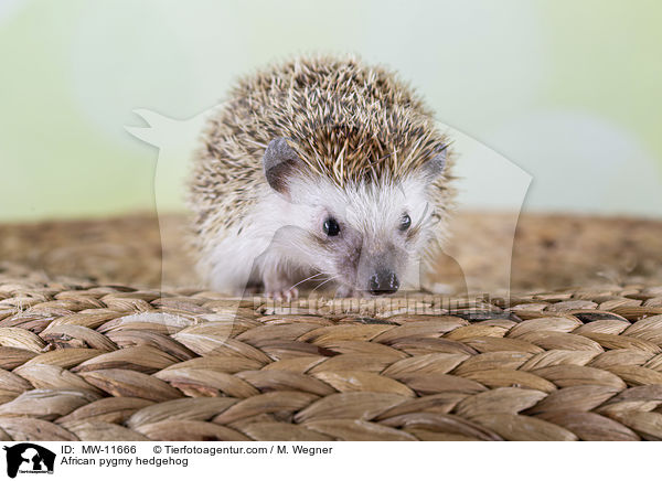 Afrikanischer Weibauchigel / African pygmy hedgehog / MW-11666
