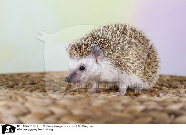 Afrikanischer Weibauchigel / African pygmy hedgehog / MW-11667