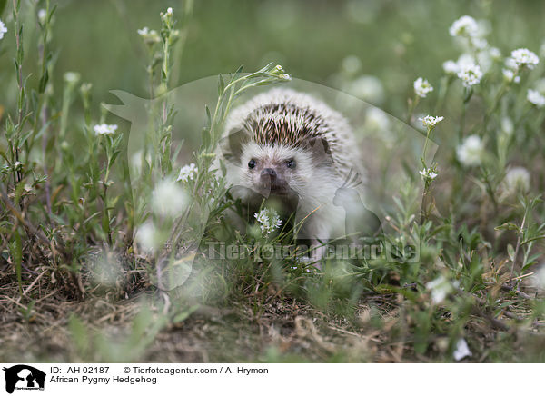 Afrikanischer Weibauchigel / African Pygmy Hedgehog / AH-02187