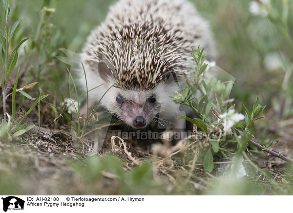 Afrikanischer Weibauchigel / African Pygmy Hedgehog / AH-02188