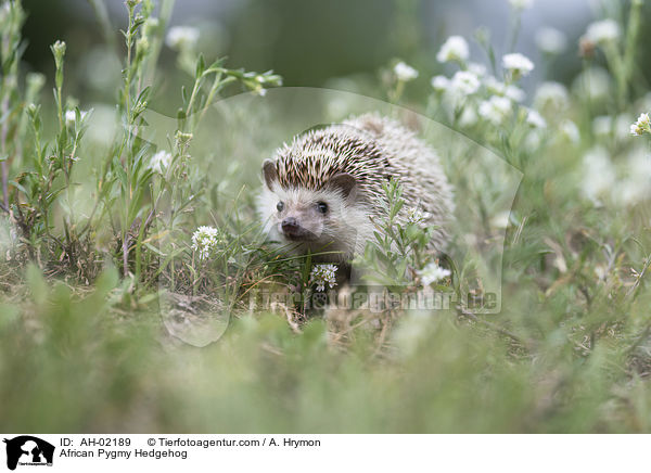 African Pygmy Hedgehog / AH-02189