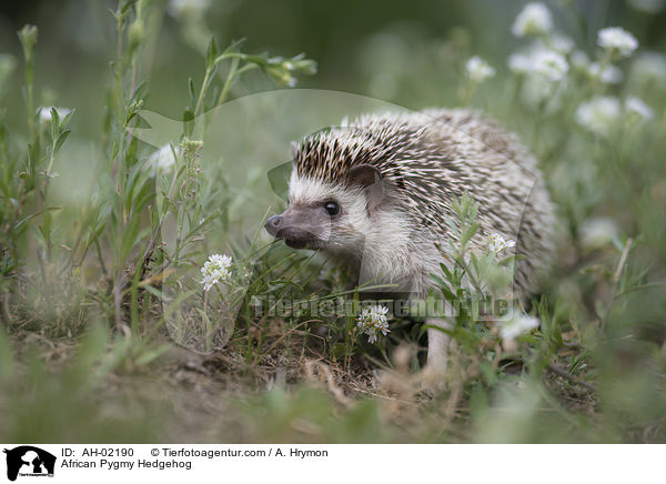 African Pygmy Hedgehog / AH-02190