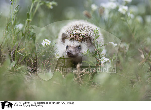 Afrikanischer Weibauchigel / African Pygmy Hedgehog / AH-02191