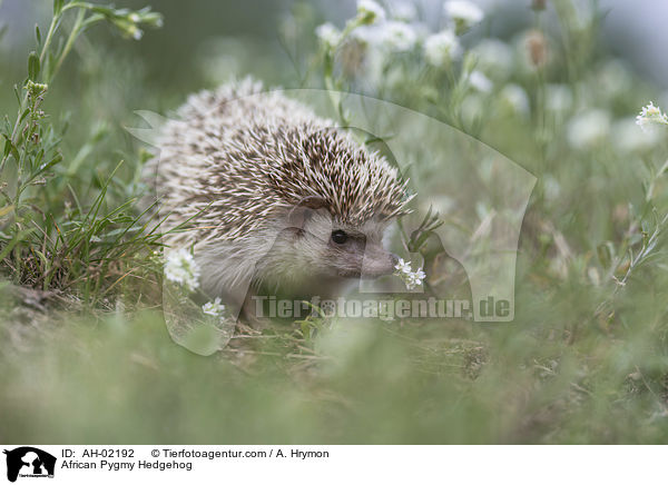African Pygmy Hedgehog / AH-02192
