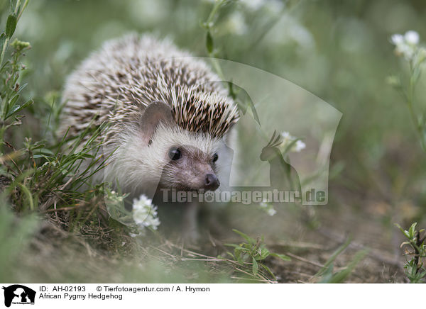 Afrikanischer Weibauchigel / African Pygmy Hedgehog / AH-02193