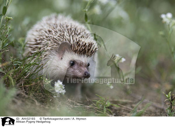 Afrikanischer Weibauchigel / African Pygmy Hedgehog / AH-02193