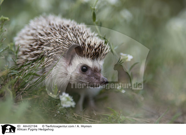 African Pygmy Hedgehog / AH-02194
