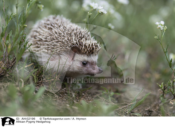 Afrikanischer Weibauchigel / African Pygmy Hedgehog / AH-02196