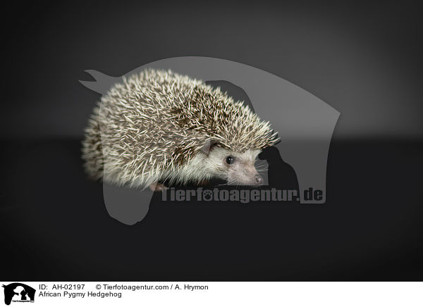 Afrikanischer Weibauchigel / African Pygmy Hedgehog / AH-02197