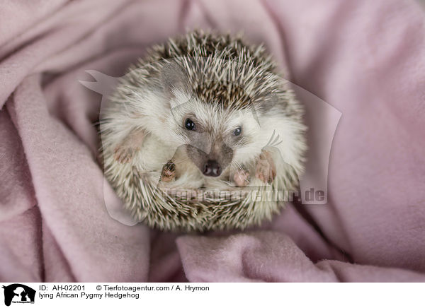 liegender Afrikanischer Weibauchigel / lying African Pygmy Hedgehog / AH-02201