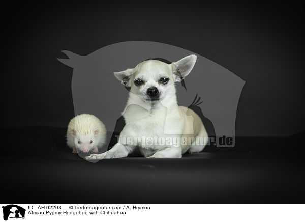 Afrikanischer Weibauchigel mit Chihuahua / African Pygmy Hedgehog with Chihuahua / AH-02203