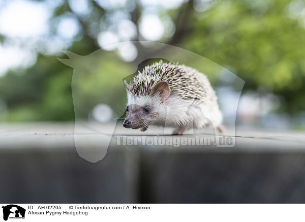 African Pygmy Hedgehog / AH-02205