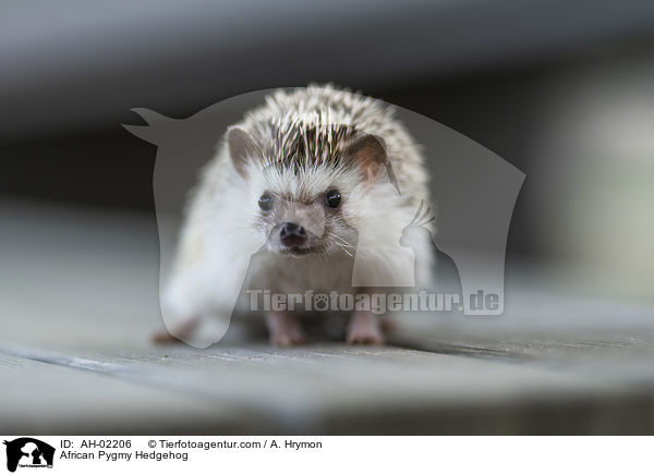 Afrikanischer Weibauchigel / African Pygmy Hedgehog / AH-02206