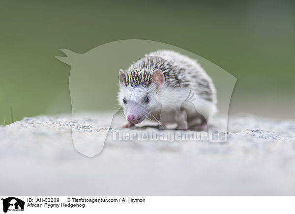 African Pygmy Hedgehog / AH-02209