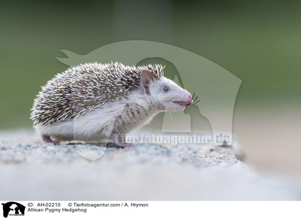 Afrikanischer Weibauchigel / African Pygmy Hedgehog / AH-02210